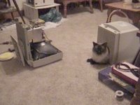 KittyKat.jpg