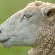 SleepySheep