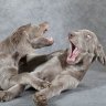 TwoWeims