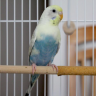 parakeet